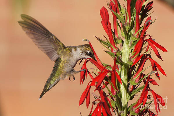 20150720-15568_v1-hbird Poster featuring the photograph Ruby-Throated Hummingbird Dining on Cardinal Flower by Robert E Alter Reflections of Infinity