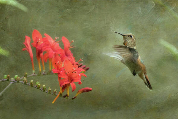 Rufous Hummingbird Poster featuring the photograph Rufous Hummingbird and Crocosmia by Angie Vogel