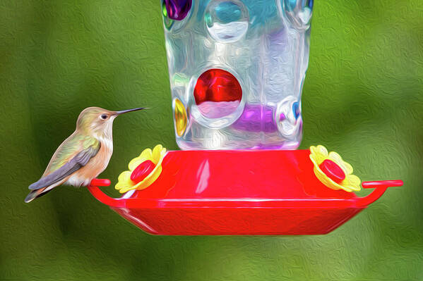 Digital Poster featuring the digital art Rufous Hummingbird Digital Oil by Birdly Canada