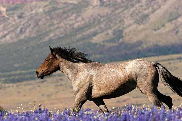 Wild Horse Free Range Montana Poster featuring the photograph Running Wild- Wild Stallion by Mark Miller