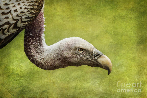 Ruppell's Vulture Poster featuring the photograph Ruppell's Vulture Gyps rueppellii by Liz Leyden