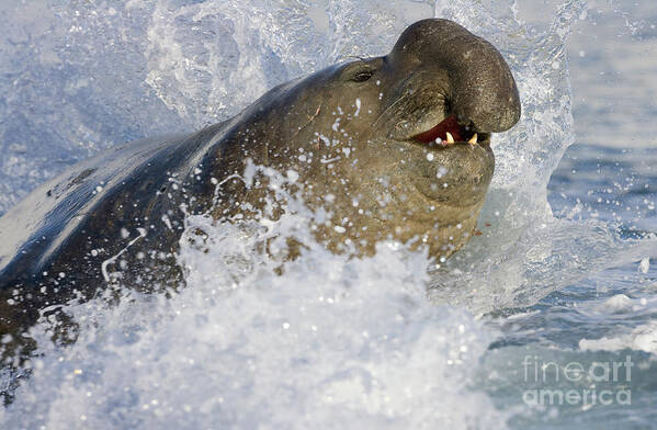 00420018 Poster featuring the photograph Elephant Seal in the Surf by Yva Momatiuk John Eastcott