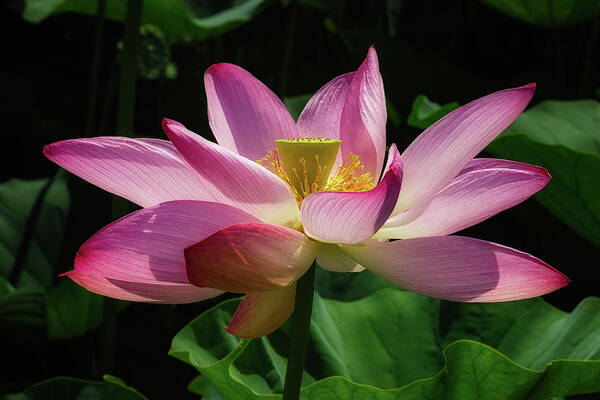 Lotus Poster featuring the photograph Sacred Lotus #2 by C Renee Martin