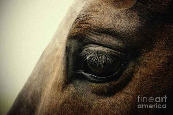 Horse Poster featuring the photograph Sadness horse eye by Dimitar Hristov