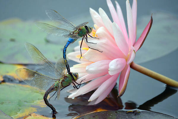 Green Darner Dragonflies Poster featuring the photograph Safe Place To Land by Fraida Gutovich