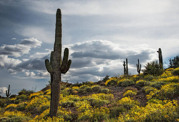 Saguaro Poster featuring the photograph Saguaro Cactus in the springtime by Dave Dilli