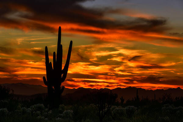 Arizona Poster featuring the photograph Saguaro Sunset H51 by Mark Myhaver