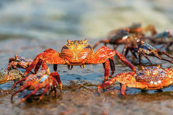 Galapagos Islands Poster featuring the photograph Sally Lightfoot crab on Galapagos Islands by Marek Poplawski