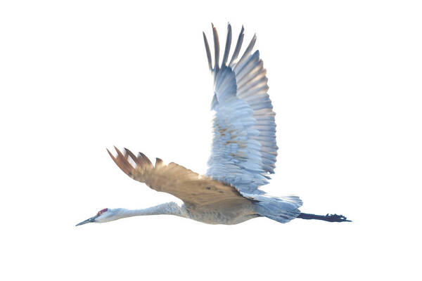 Sand Hill Crane Poster featuring the photograph Sand Hill Crane three by Terry Dadswell