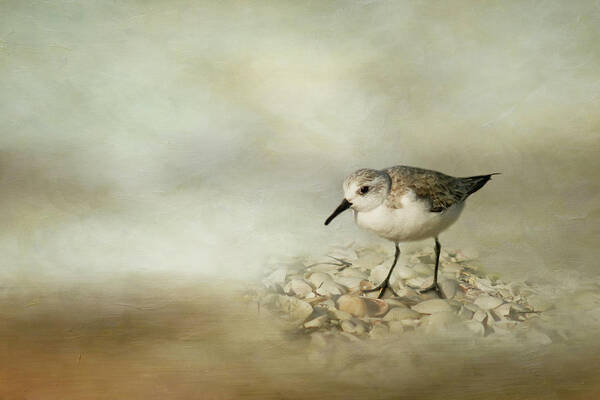 Sanderling Poster featuring the photograph Sanderling by Cindi Ressler