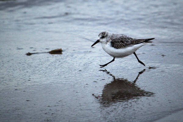 Bird Poster featuring the photograph Sanderling Running On Beach by Adrian Wale