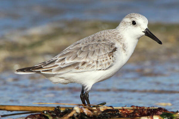 Sanderling Poster featuring the photograph Sanderling Westhampton New York by Bob Savage