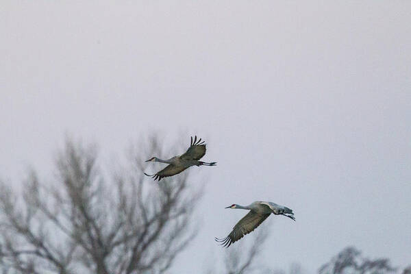 Sandhill Crane Poster featuring the photograph Sandhill Cranes Flying by Kathy Adams Clark
