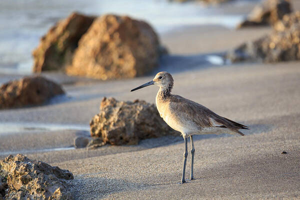 Florida Poster featuring the photograph Sandpiper by Paul Schultz