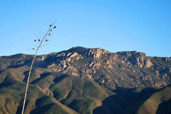 Tree Poster featuring the photograph Santa Monica Mountains View by Matt Quest
