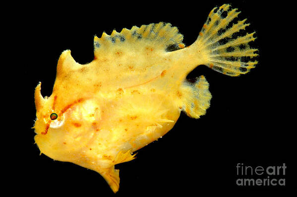 Frogfish Poster featuring the photograph Sargassum Anglerfish by Dant Fenolio