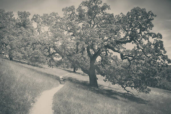 Henry Coe State Park Poster featuring the photograph Say You Love Me Again by Laurie Search