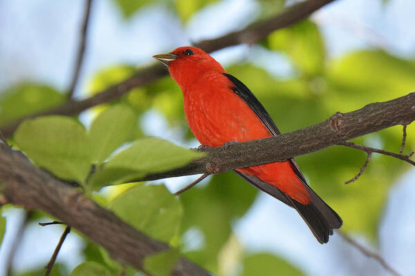 Bird Poster featuring the photograph Scarlet Tanager by Alan Lenk