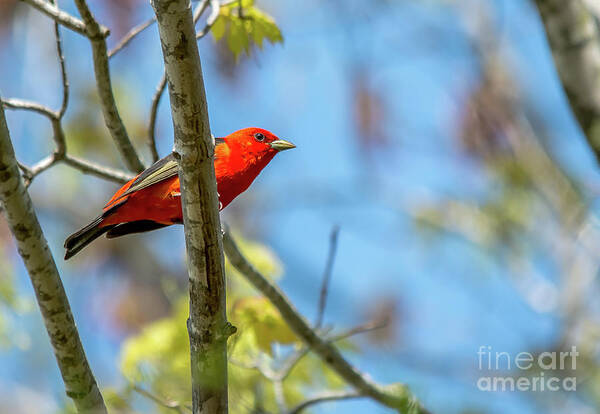 Cheryl Baxter Photography Poster featuring the photograph Scarlet Tanager Under a Blue Sky by Cheryl Baxter