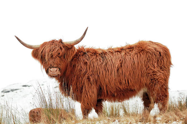 Highland Cow Poster featuring the photograph Scottish Highland Cow by Grant Glendinning