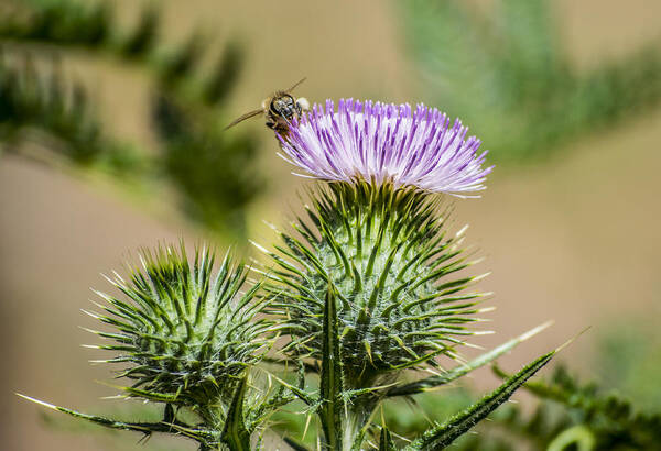 Bee Poster featuring the photograph Scottish Thistle by Todd Scheetz