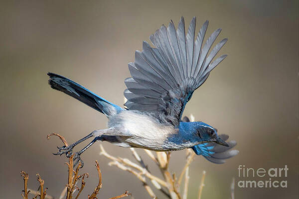 Bird Poster featuring the photograph Scrub Jay Flight by Lisa Manifold