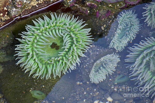 Photography Poster featuring the photograph Sea Anemones by Sean Griffin