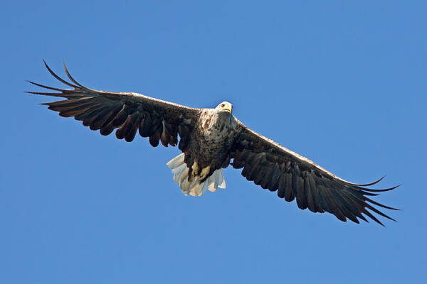 Sea Eagle Poster featuring the photograph Sea Eagle by Aivar Mikko