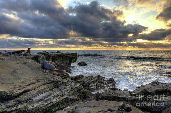 Sea Poster featuring the photograph Sea Lions At Sunset by Eddie Yerkish