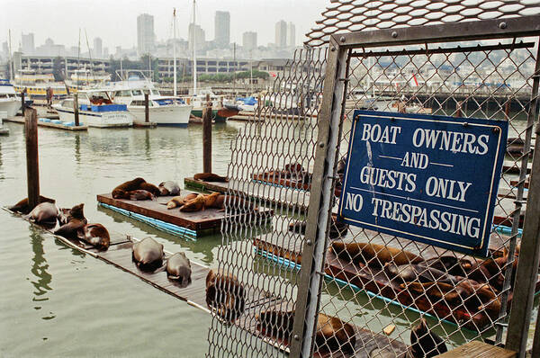 Color Poster featuring the photograph Sea Lions Take Over, San Francisco by Frank DiMarco