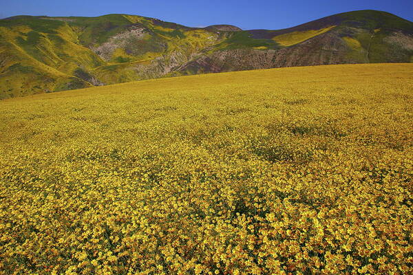 Wildflower Poster featuring the photograph Sea of yellow up in the Temblor Range at Carrizo Plain National Monument by Jetson Nguyen
