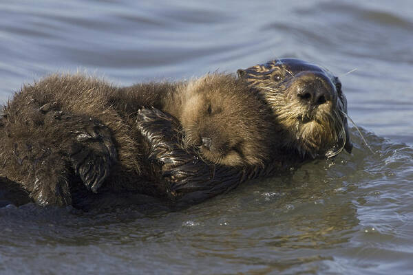 00438549 Poster featuring the photograph Sea Otter Mother With Pup Monterey Bay by Suzi Eszterhas