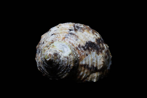 Sea Shell Poster featuring the photograph Sea Shell 5 by David Stasiak