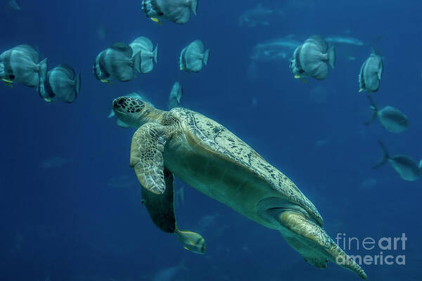 Sea Turtle Poster featuring the photograph Sea Turtle by Barbara Bowen
