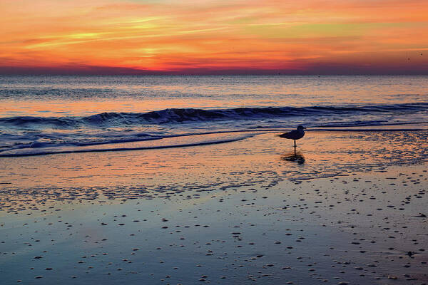 Beach Poster featuring the photograph Seagull at Sunrise by Nicole Lloyd