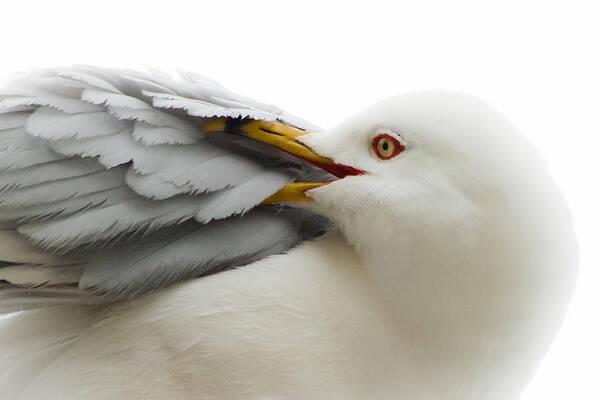 Seagull Poster featuring the photograph Seagull Pruning his Feathers by Keith Allen