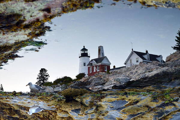 Pemaquid Point Poster featuring the photograph Tidal Pool Mirror by Colleen Phaedra