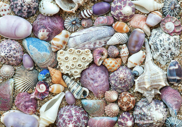 Seashells Poster featuring the photograph Seashells by Tim Gainey