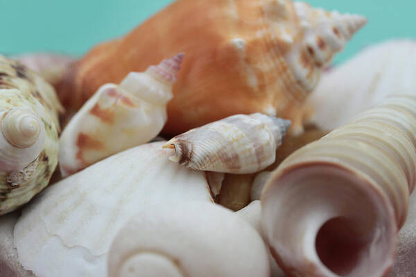 Connie Handscomb Poster featuring the photograph Seaside Seashells by Connie Handscomb