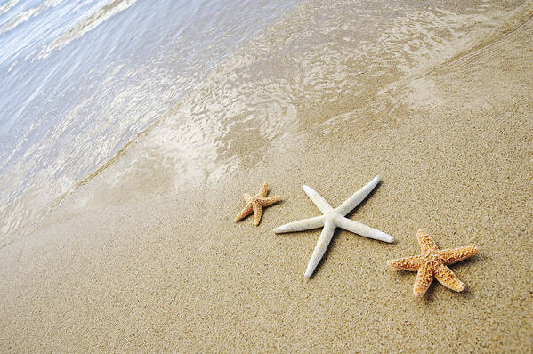 Afternoon Poster featuring the photograph Seastars on Beach by Mary Van de Ven - Printscapes