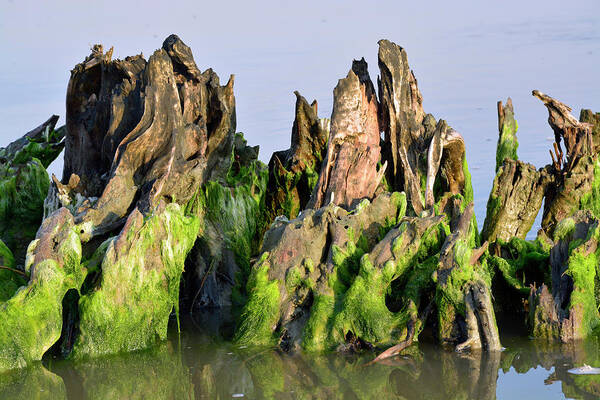 Jekyll Island Poster featuring the photograph Seaweed-Covered Beach Stump by Bruce Gourley