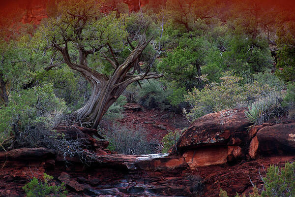Tree Poster featuring the photograph Sedona #1 by David Chasey