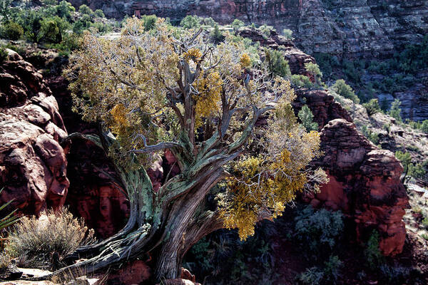 Curly Juniper Poster featuring the photograph Sedona Tree #2 by David Chasey