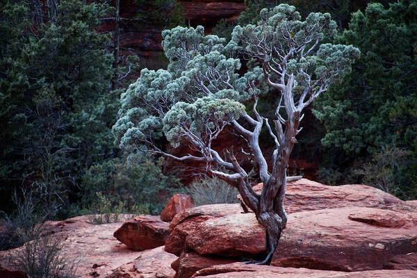 Tree Poster featuring the photograph Sedona Tree #3 by David Chasey