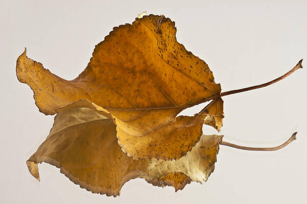 Poplar Leaf Poster featuring the photograph Seeing Double Autumn Leaf by Sandra Foster