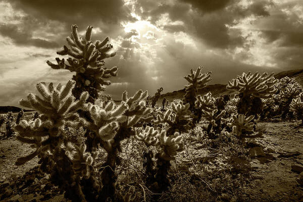 Art Poster featuring the photograph Sepia Tone of Cholla Cactus Garden bathed in Sunlight by Randall Nyhof