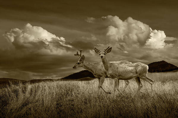 Deer Poster featuring the photograph Sepia Tone of Male Mule Deer with Velvet Antlers by Randall Nyhof