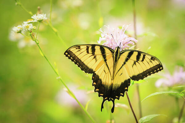 Forest Preserve Poster featuring the photograph Series of Yellow Swallowtail #6 of 6 by Joni Eskridge