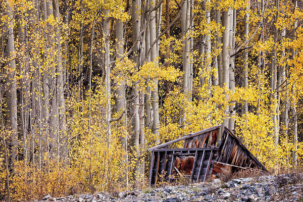 Shack Poster featuring the photograph Shack Among Aspens by Denise Bush