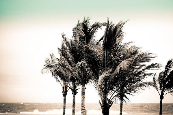 Palm Trees Poster featuring the photograph Shades of Palms - Aqua Brown by Colleen Kammerer